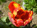 Bright Parrot_TBV tulip (2013, April 20)