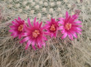 Mammillaria haaniana