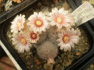 Mammillaria magalanii