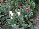 Tulips Antarctica & Negrita (2013, Apr.20)