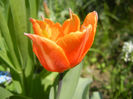 Tulipa Princess Irene (2013, April 24)