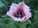 Tulipa Canova (2013, April 25)