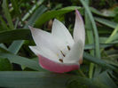 Tulipa Peppermint Stick (2013, April 22)