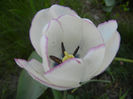 Tulipa Shirley (2013, April 25)