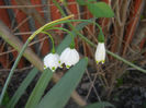 Leucojum aestivum (2013, April 25)