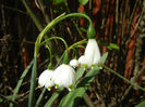 Leucojum aestivum (2013, April 25)