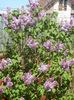 Syringa vulgaris_Lilac (2013, April 25)