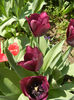 Tulipa Negrita (2013, April 24)