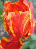 Bright Parrot_TBV tulip (2013, April 22)