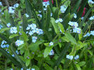 Myosotis alpestris (2013, April 22)