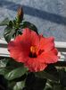 hibiscus Cairo Red1