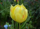 Tulipa La Courtine (2013, April 22)