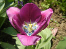 Tulipa Recreado (2013, April 24)
