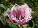 Tulipa Canova (2013, April 26)