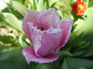 Tulipa Canova (2013, April 26)