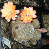 REBUTIA HAAGEI V. MUDANENSIS R 689