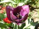 Tulipa Negrita (2013, April 26)