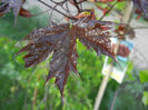 Acer Crimson Sentry (2013, April 27)