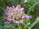 Allium Purple Sensation (2013, April 27)