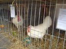 Leghorn (3)