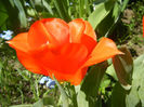 Tulipa Tangerine Beauty (2013, April 26)