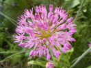 Allium Purple Sensation (2013, April 29)