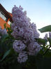 Syringa vulgaris_Lilac (2013, April 29)