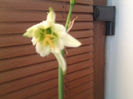 hymenocallis suphur queen