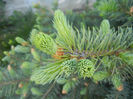 Picea abies (2013, May 03)