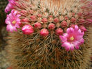 Mammillaria spinosissima subsp pilcayensis