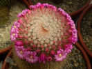 Mammillaria spinosissima subsp pilcayensis