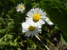 Bellis perennis (2013, May 06)