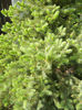 Picea abies (2013, May 05)