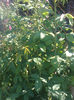 variegata de bologna neinflorita