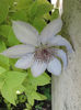 clematis