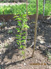 Maclura pomifera.