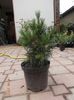 pinus sylv. globosa viridis 45