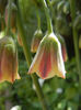 Allium siculum (2013, May 19)