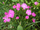 Dianthus Kahori (2013, May 18)