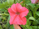 Red petunia, 21may2013