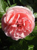 Rose Pleasure (2013, May 21)