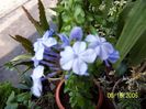 Plumbago