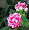 Gloxinia