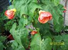 Abutilon