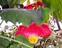 Abutilon rosu