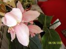 Medinilla