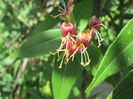 lonicera