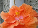 hibiscus partial 2