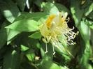 lonicera