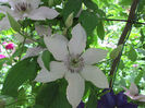 clematis